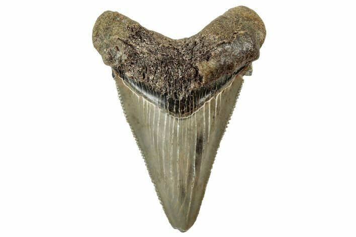 Serrated Angustidens Tooth - Megalodon Ancestor #326372